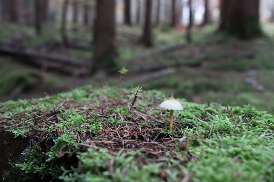 Kleiner Pilz im Wald