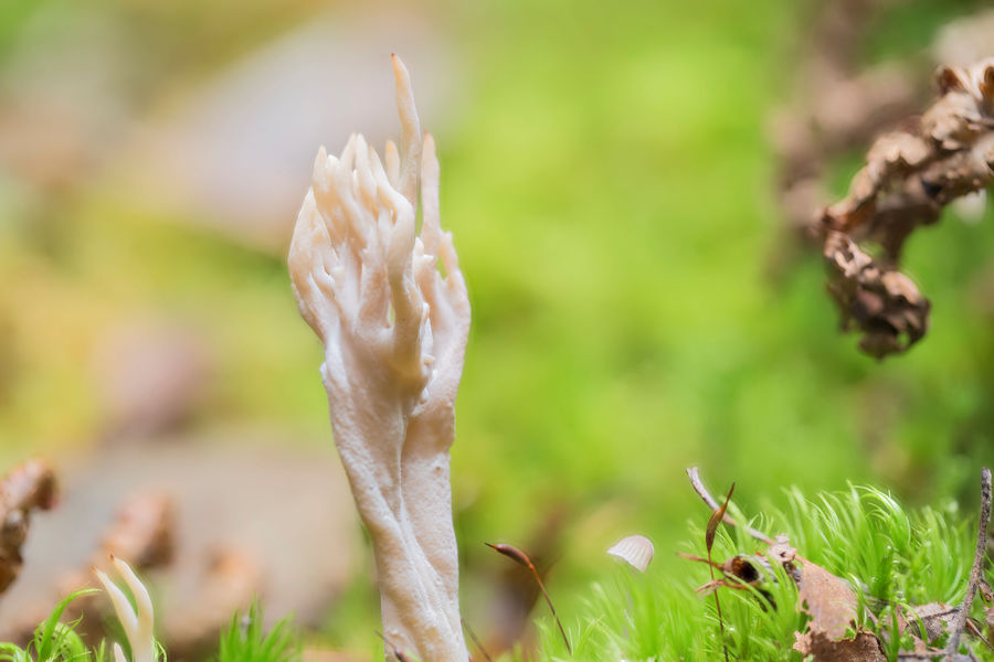 Korallenpilz