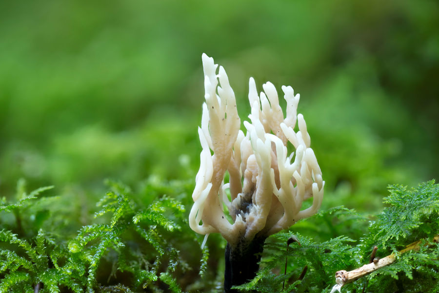 Korallenpilz