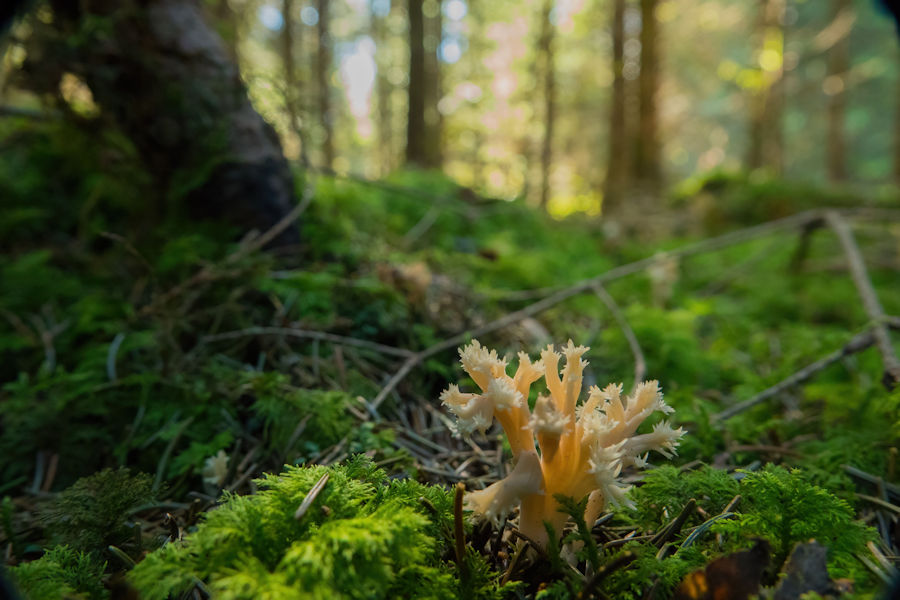 Korallenpilz