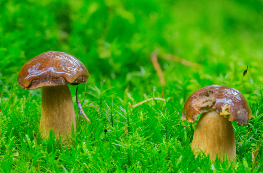Maronenröhrlinge