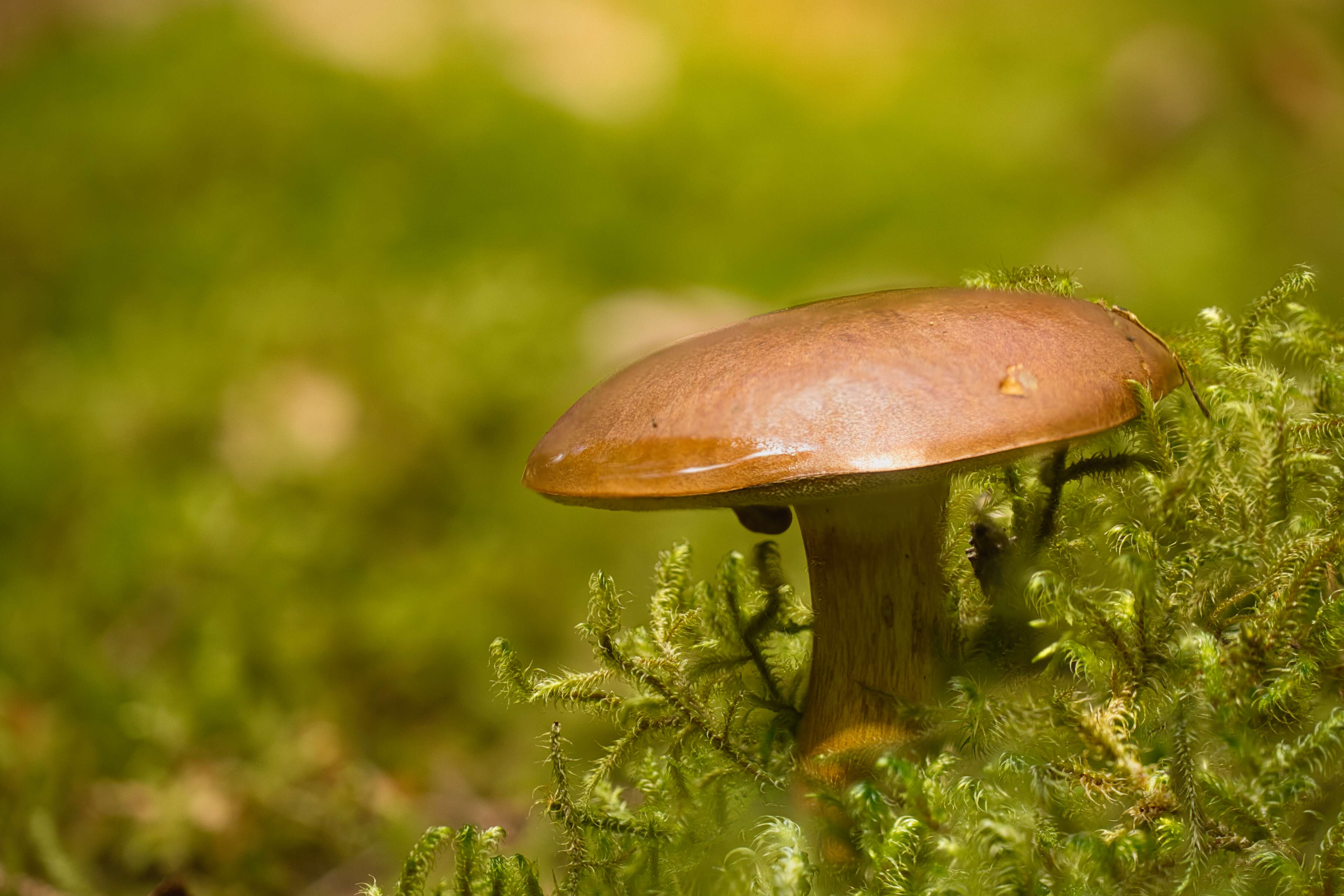 Pilz