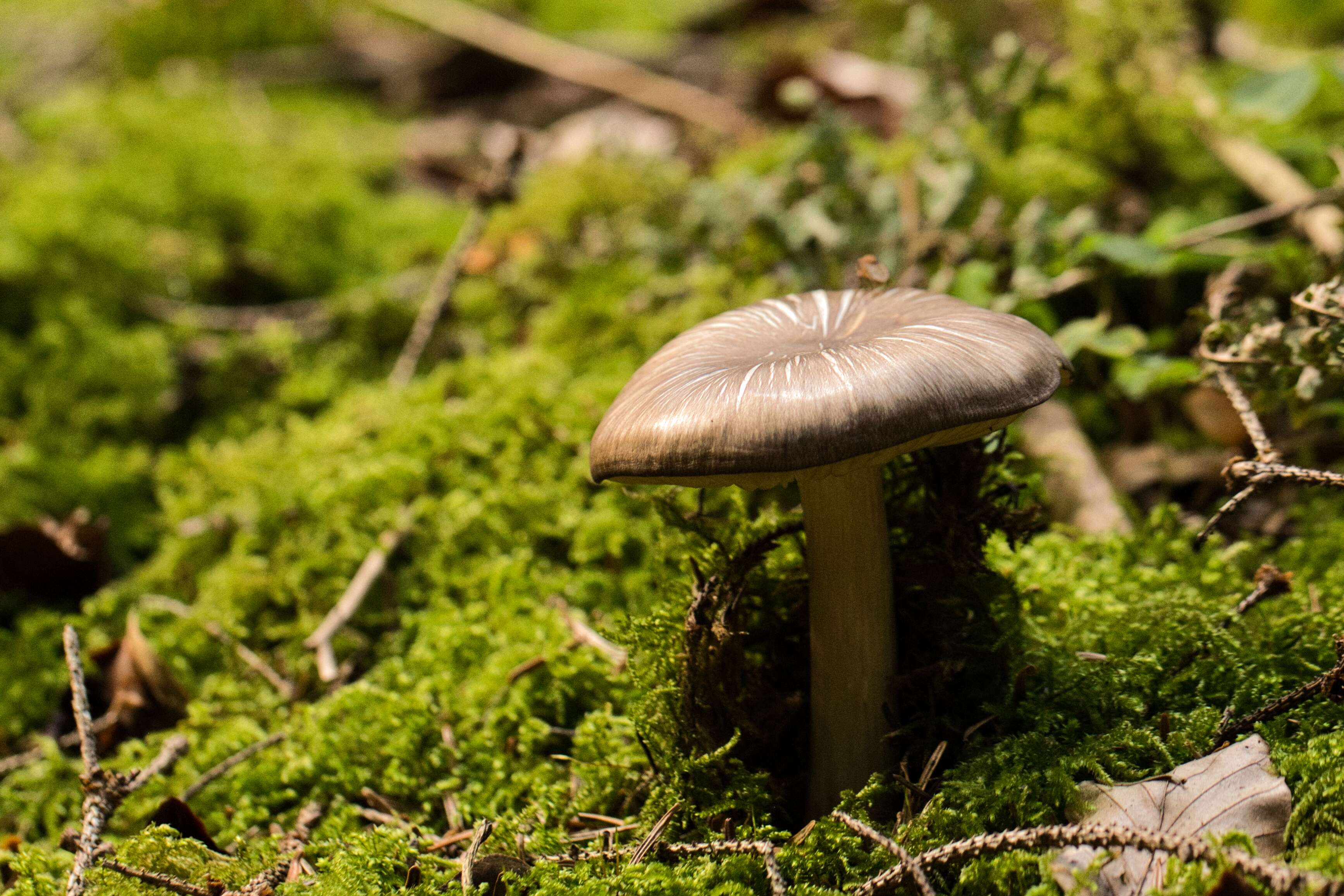 Pilz