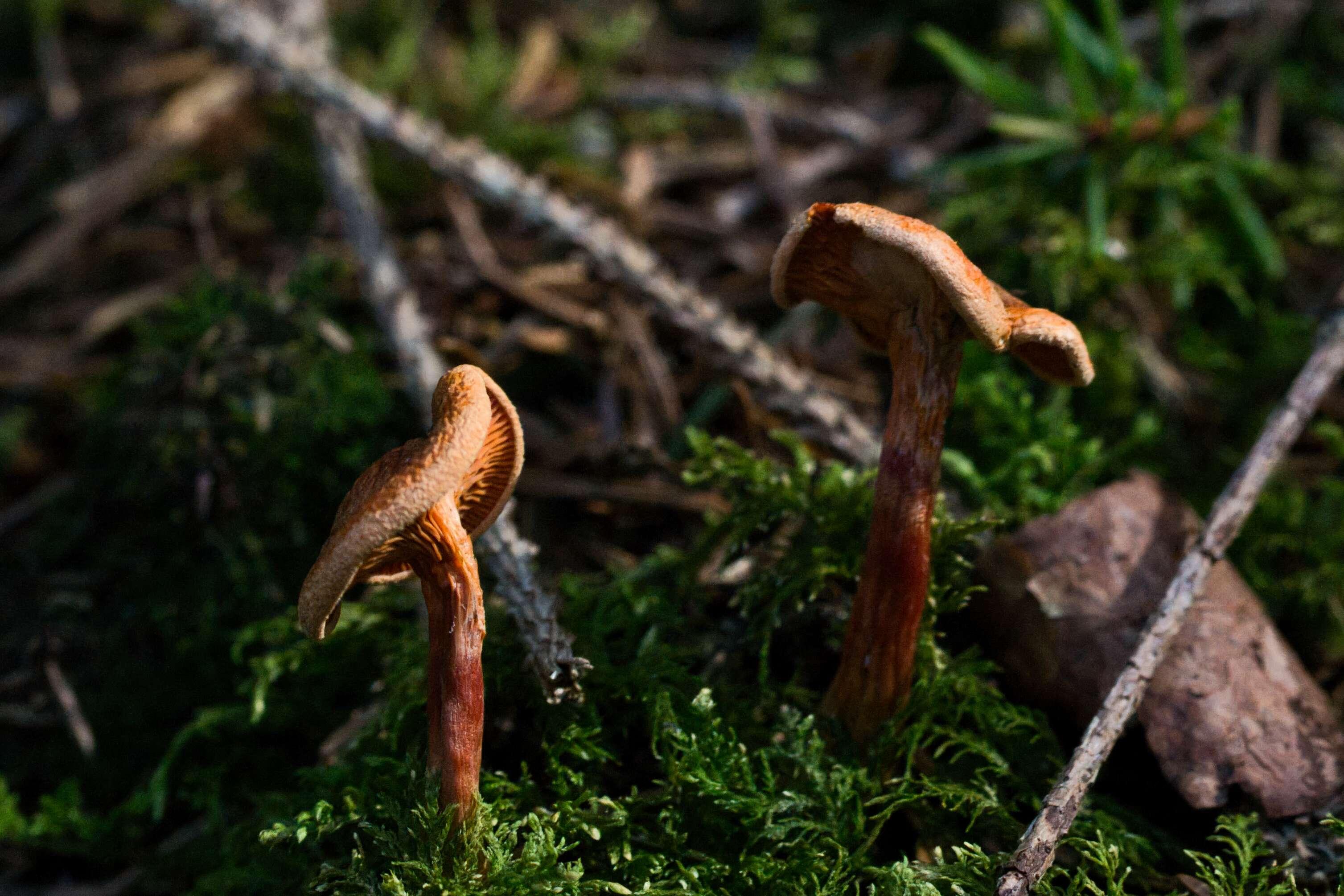 kleine Pilze
