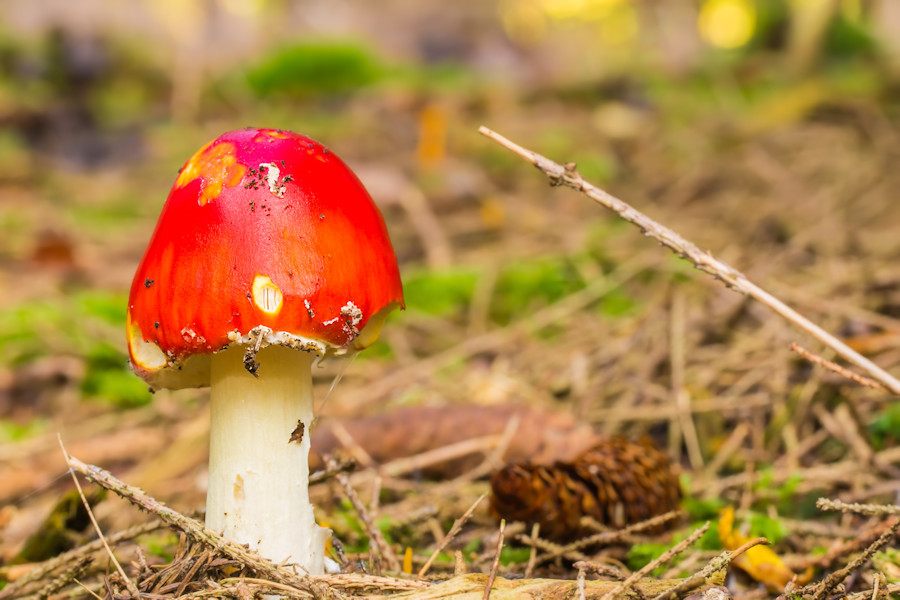 Fliegenpilz