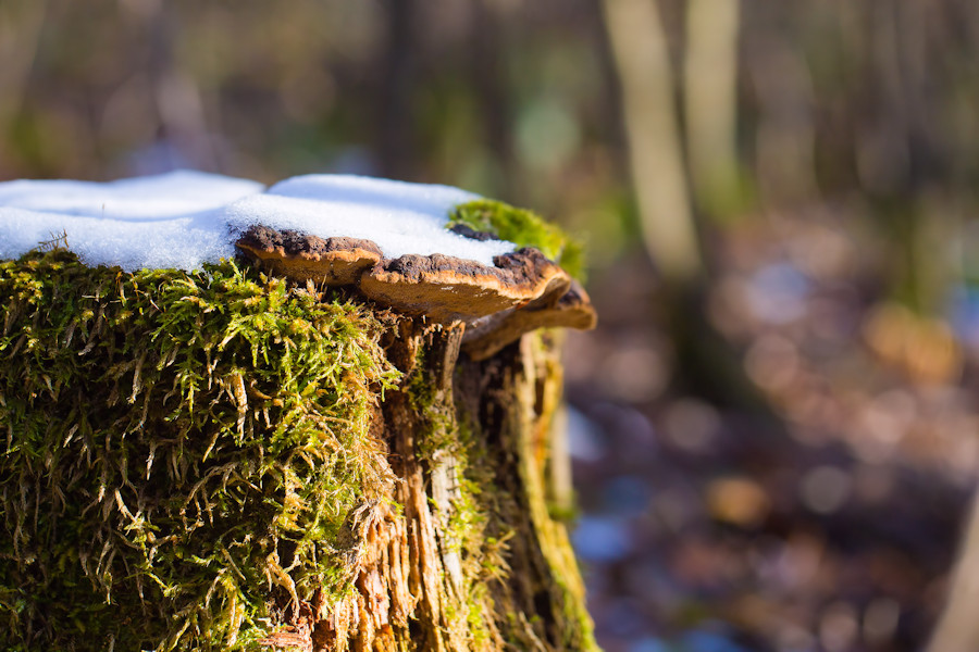 Schneebedeckter Baumpilz