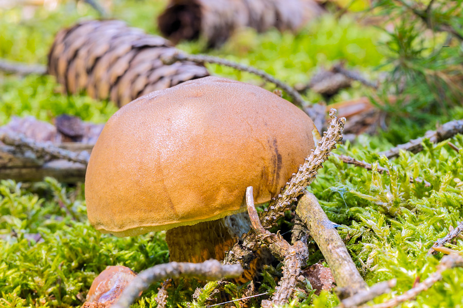 Steinpilz