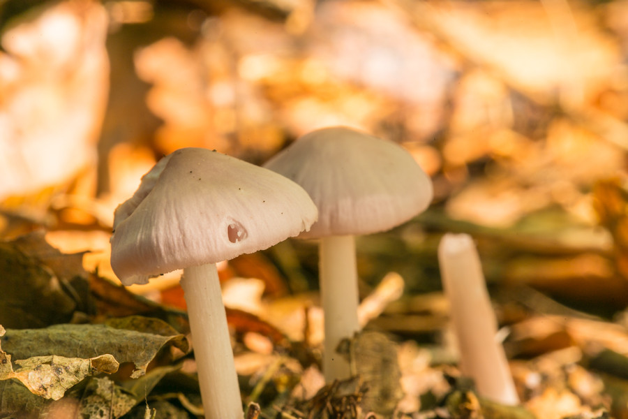 kleine Pilze