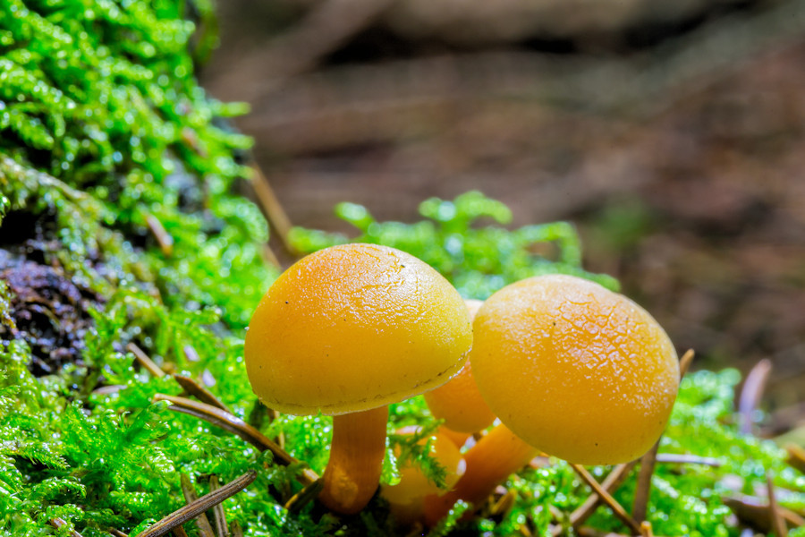 kleine Pilze
