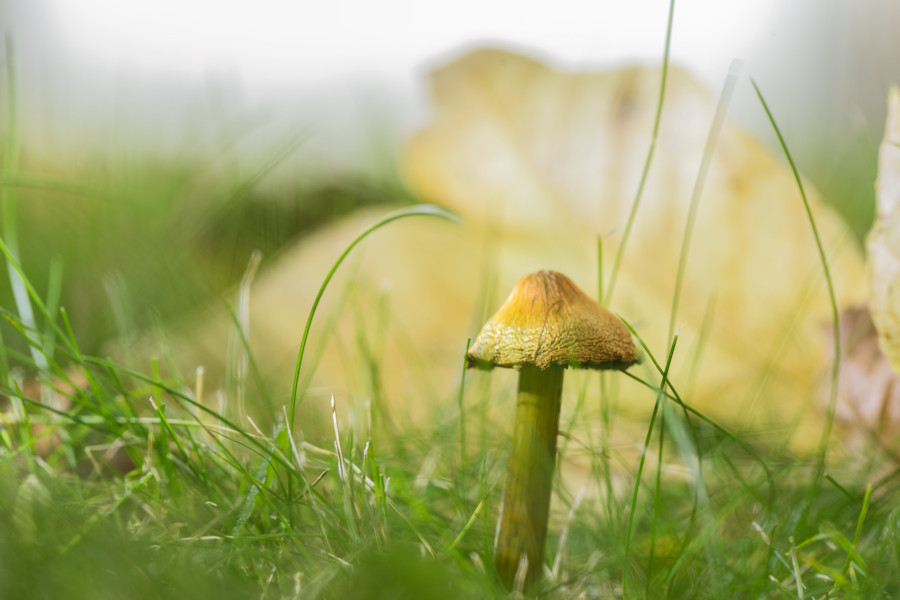 kleiner Pilz