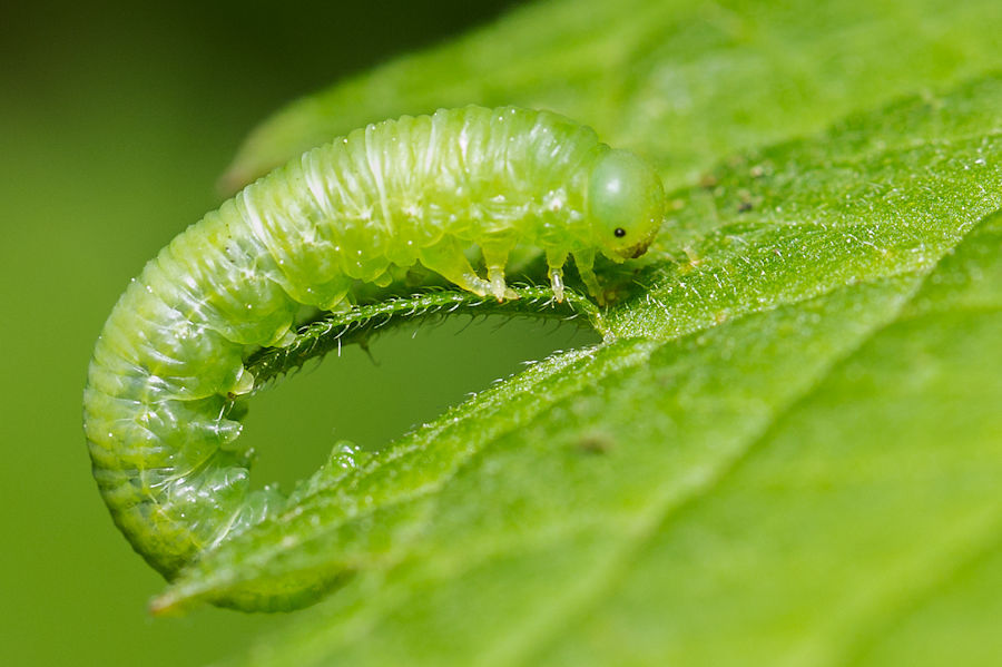 Grüne Raupe