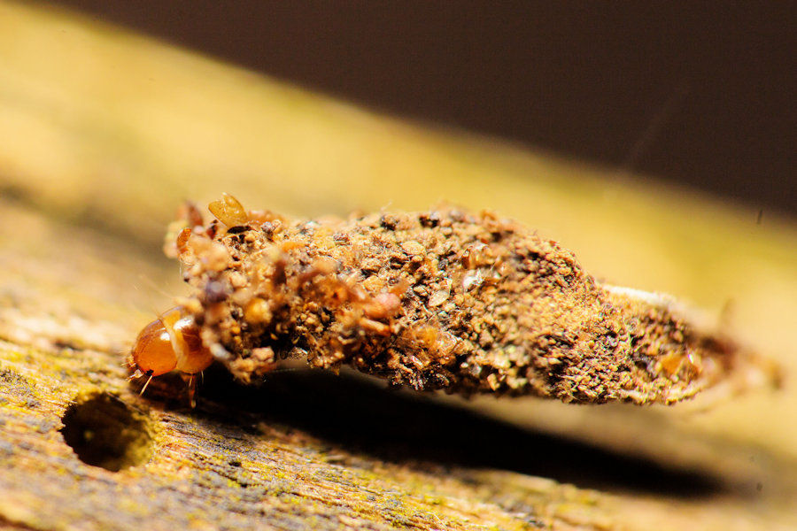 Larve einer Motte aus der Familie Echte Sackträger Psychidä ein kleines getarntes Tier