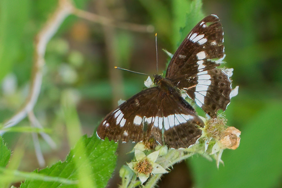 Schmetterling