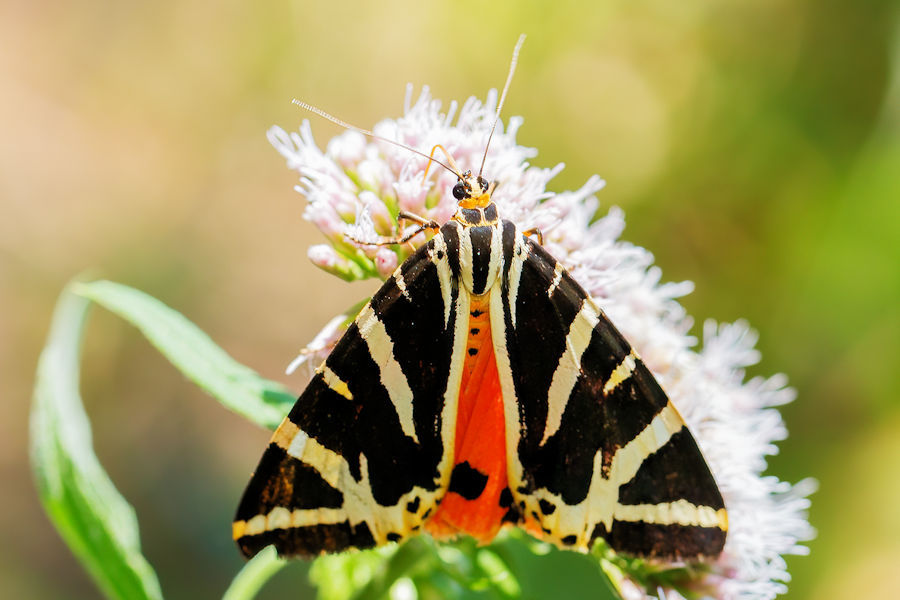 Schmetterling Bärenspinner Russischer Bär