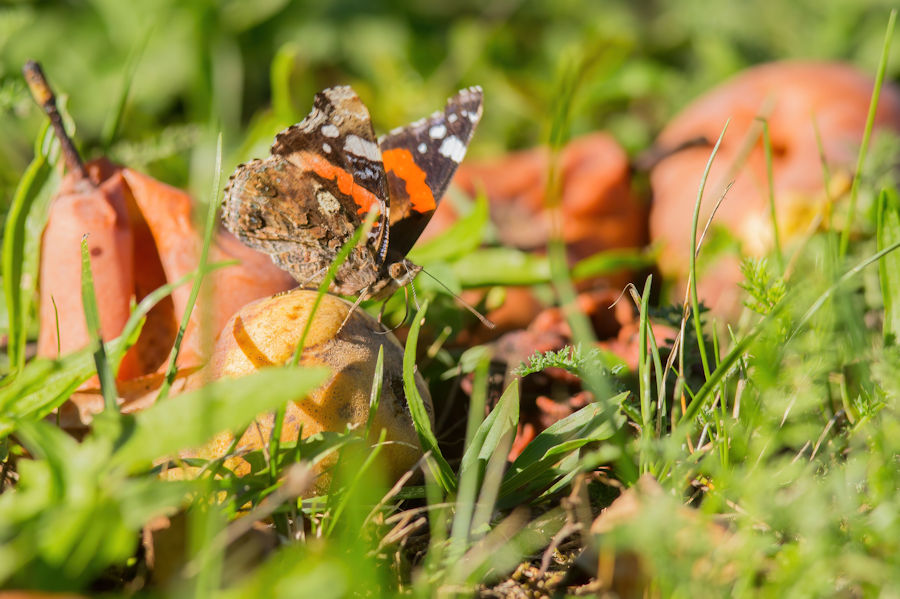 Schmetterling auf einer Birne