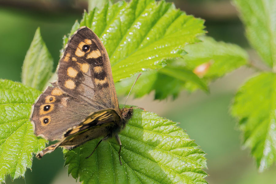 Schmetterling