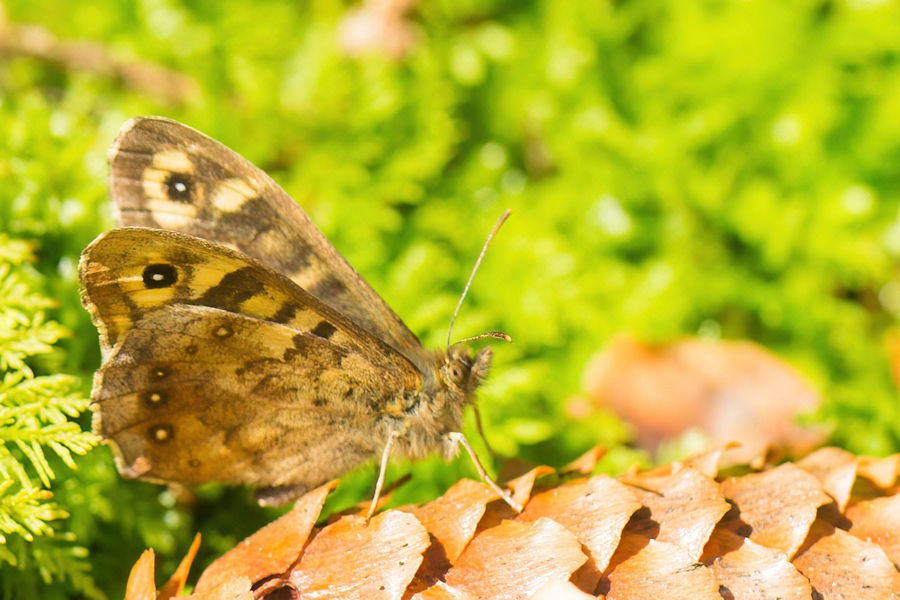 Waldbrettspiel Schmetterling