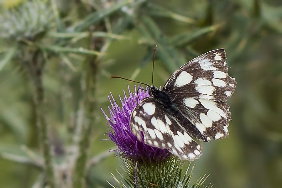 Schachbrettfalter