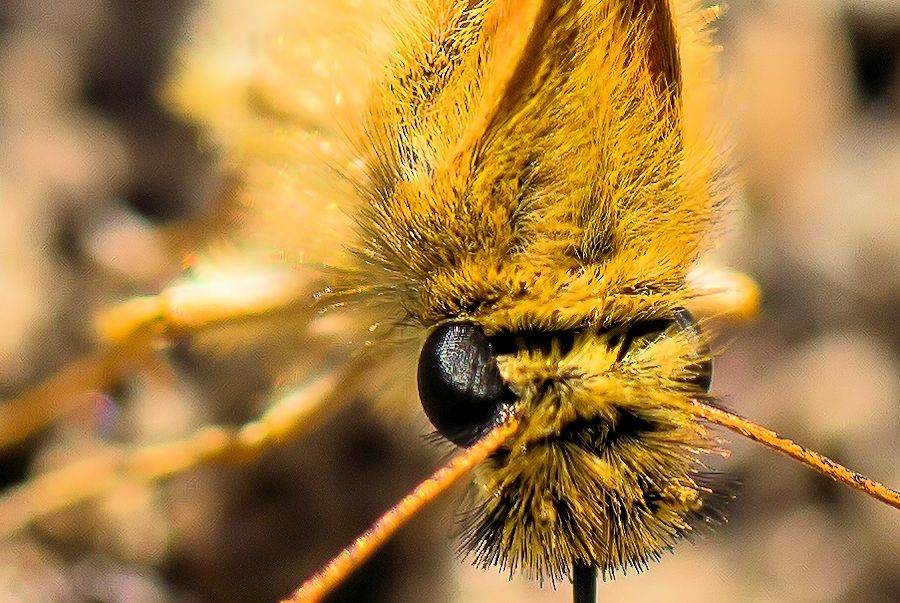 Schmetterling