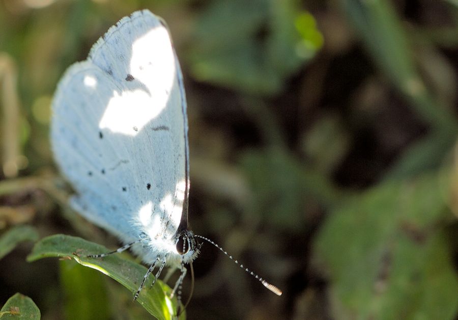 Schmetterling