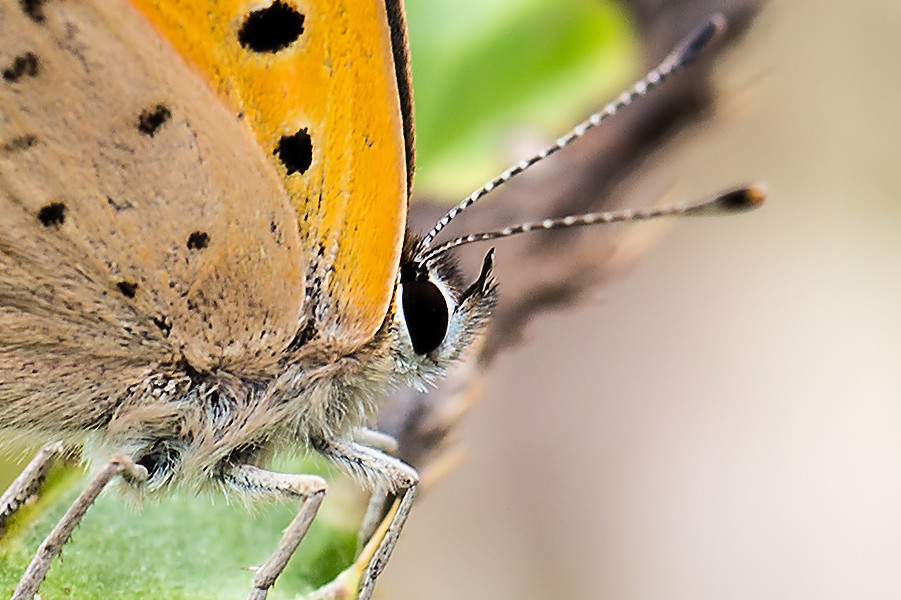 Schmetterling