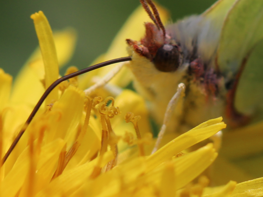 Schmetterling