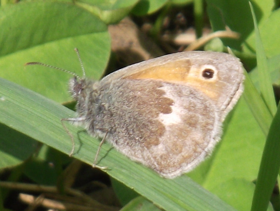 Schmetterling