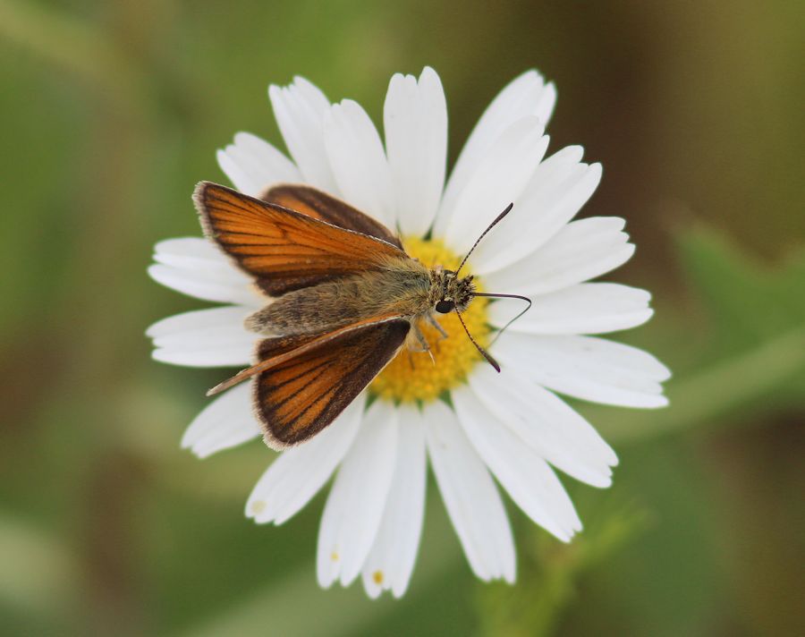 Schmetterling