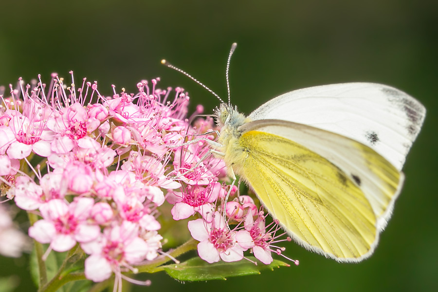Schmetterling Rapsweissling Männchen