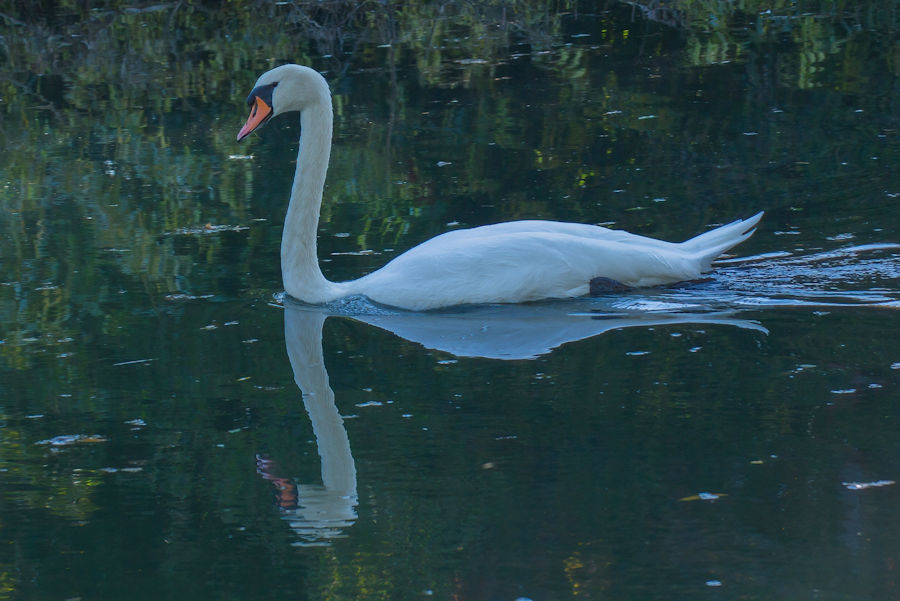 Schwan auf der Brenz