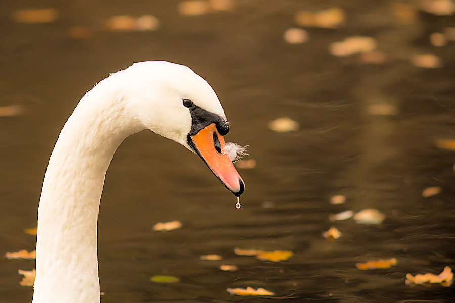 Schwan
