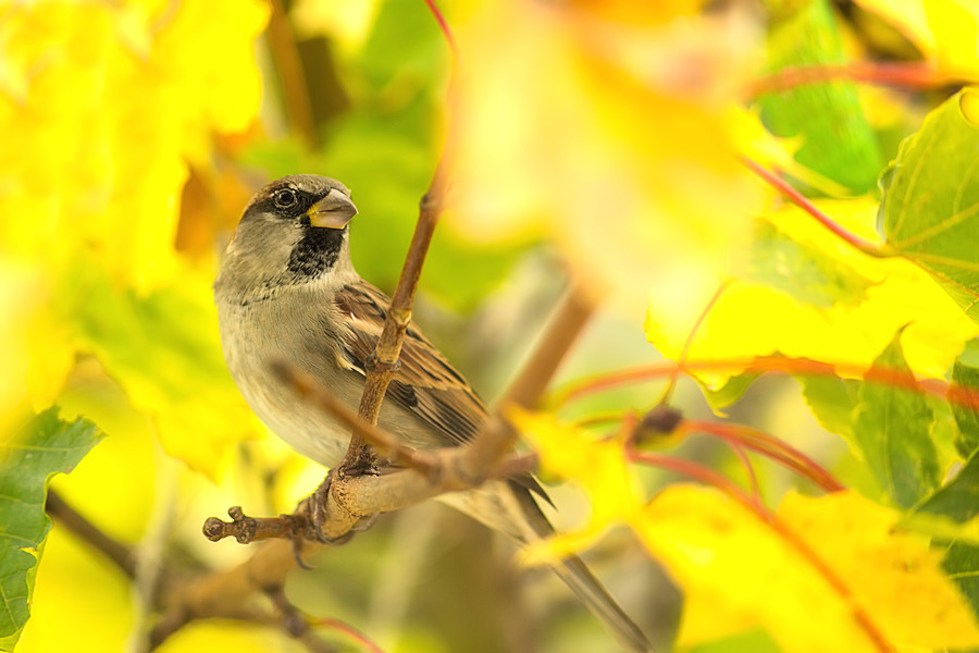 Spatz