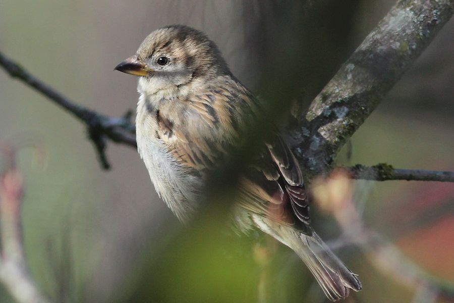 Spatz
