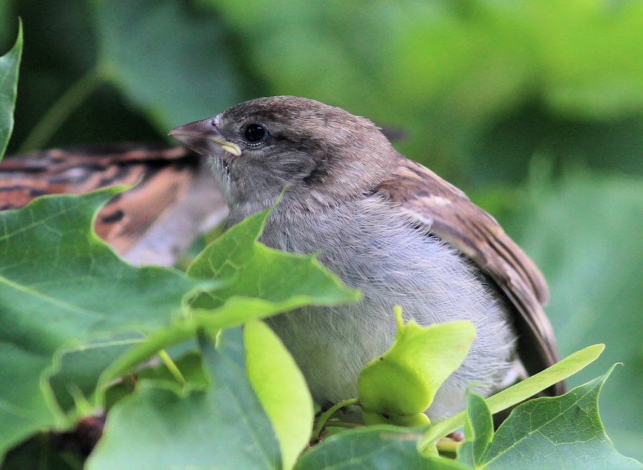 Spatz