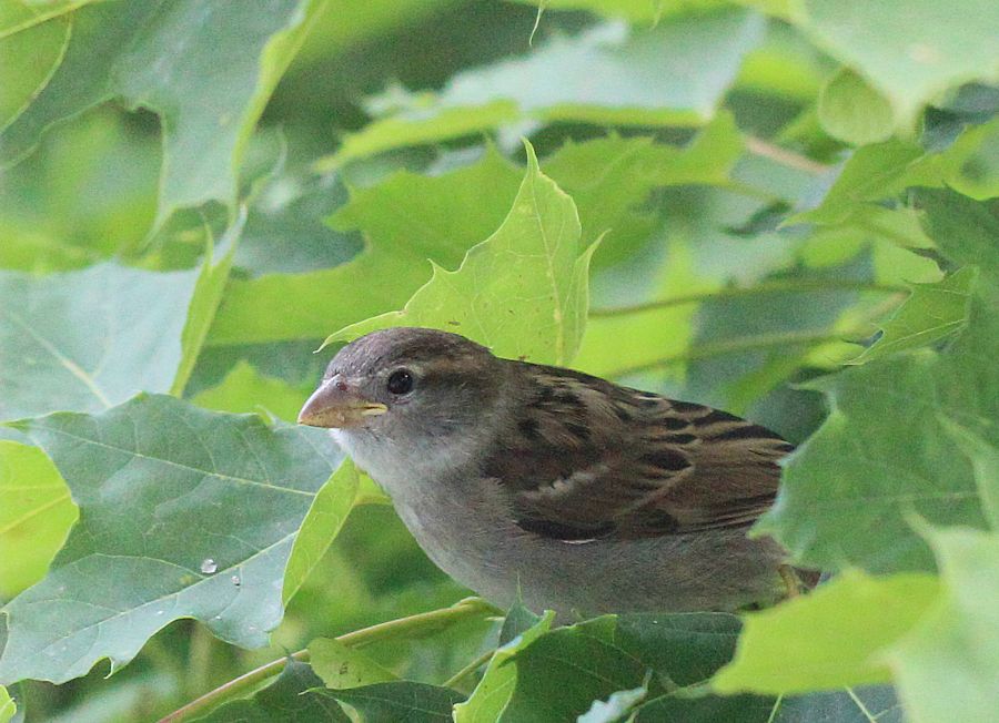 Spatz