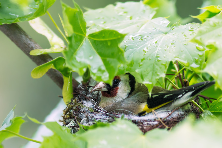 Stieglitz im Nest