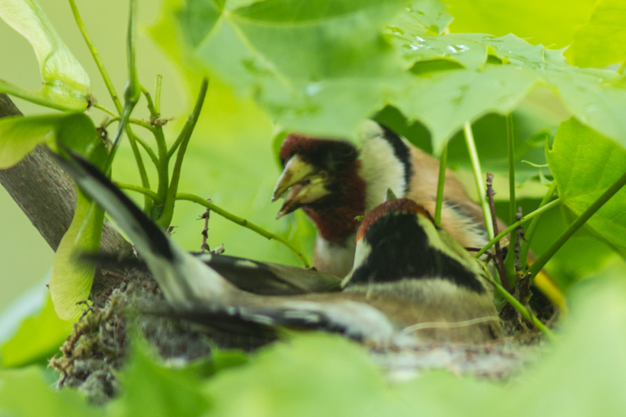 Stieglitzpaar bei der Futterübergabe