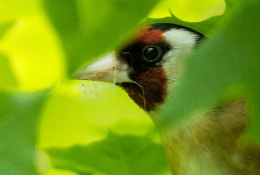 Stieglitz beim Nestbau