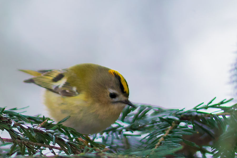 Wintergoldhähnchen
