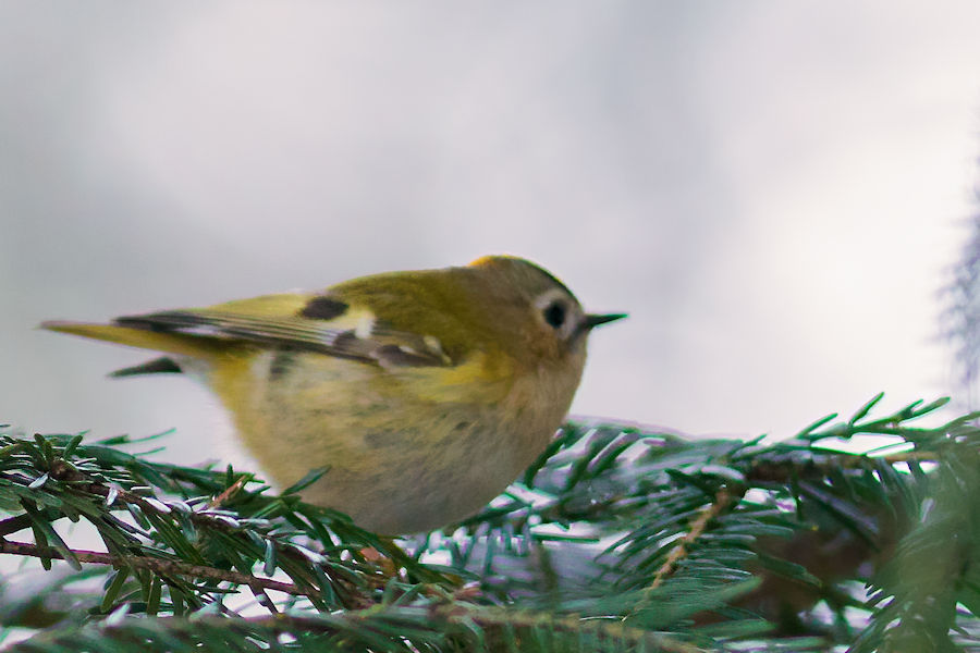 Wintergoldhähnchen
