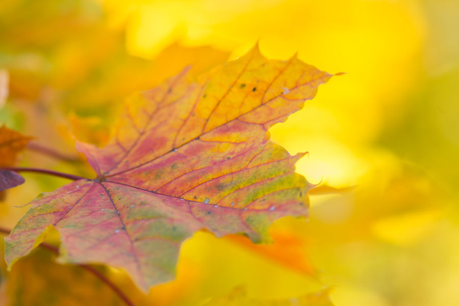 Herbstlicher Ahorn