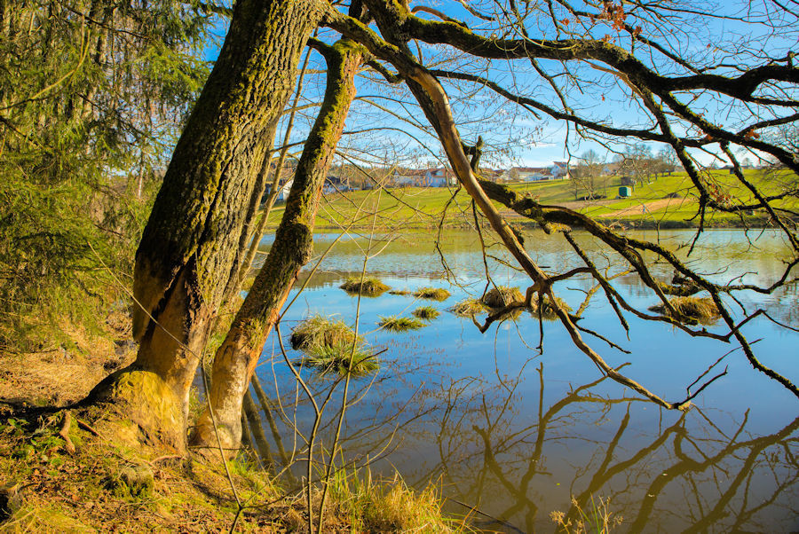Biber frassspuren am Espachweiher