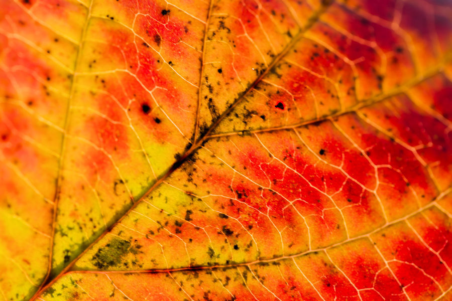 Herbstlich gefärbtes Blatt