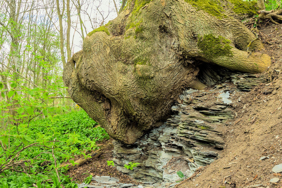 beim Laubach Schiefer und Baumwurzel und Bärlauch