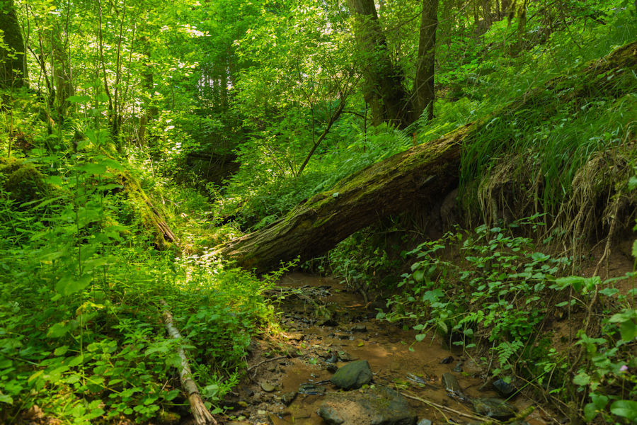 im Wald bei einem Bach