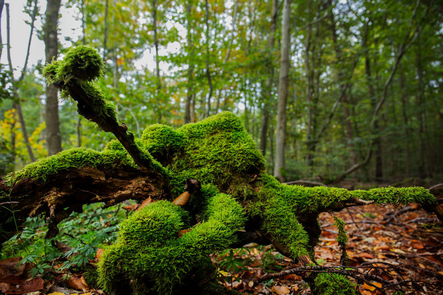 Bemooste Wurzel im Wald