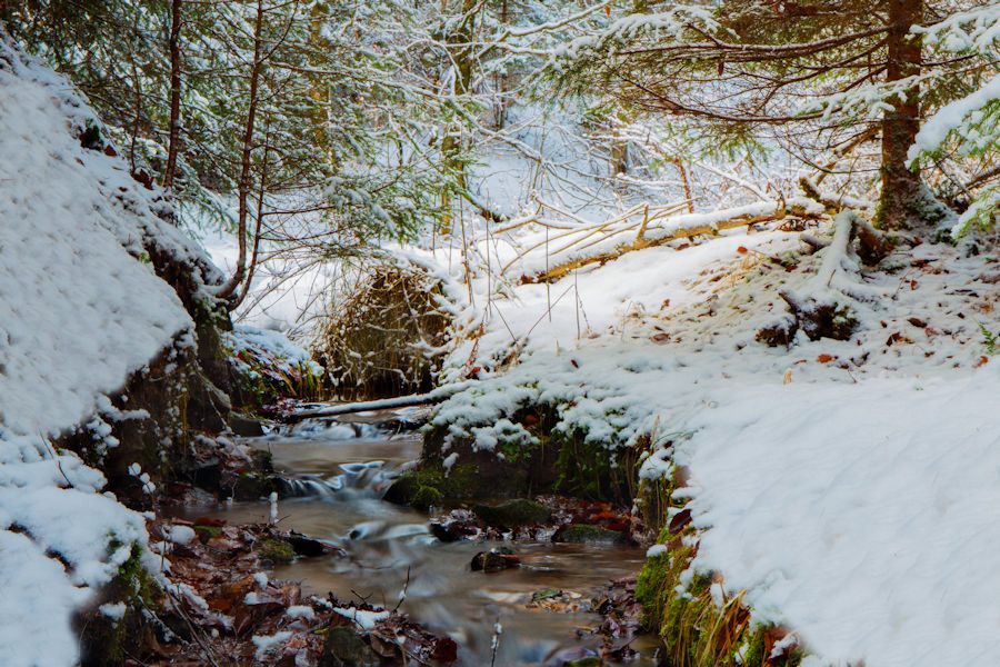 Winter im Wald beim Wilflinger Bach