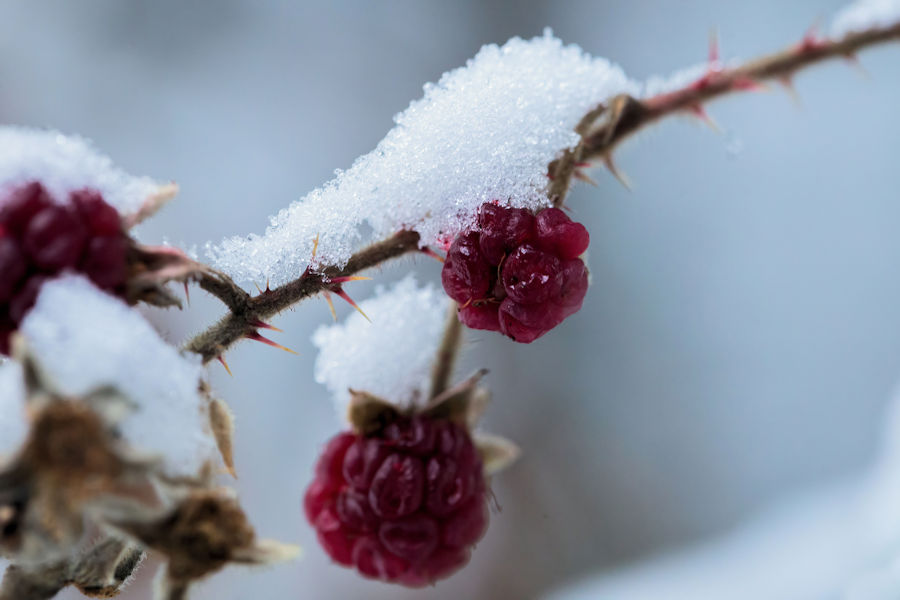Brombeeren im Winter