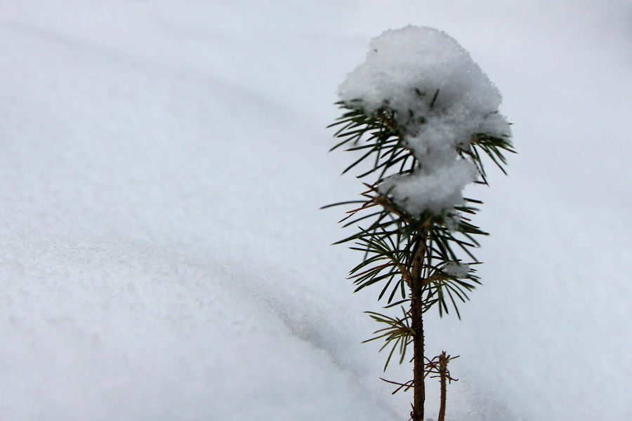 Junger Baum im Schnee