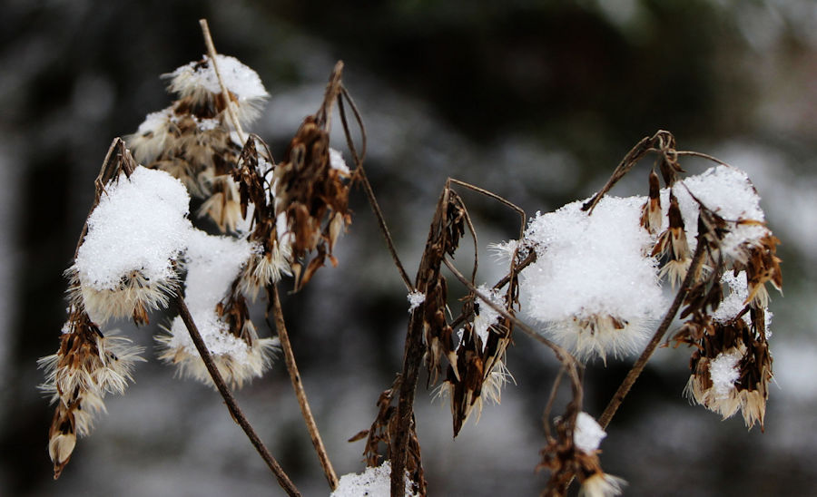 Schneebedeckte vertrocknete Blüten
